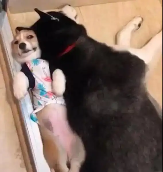  柯基跟金毛一起游泳,金毛水不深,才到腿柯基噗噗噗,救命