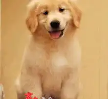  黄页88高清图片