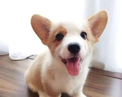  柯基中的巨无霸,体重27公斤堪比金毛,这是真正的柯猪