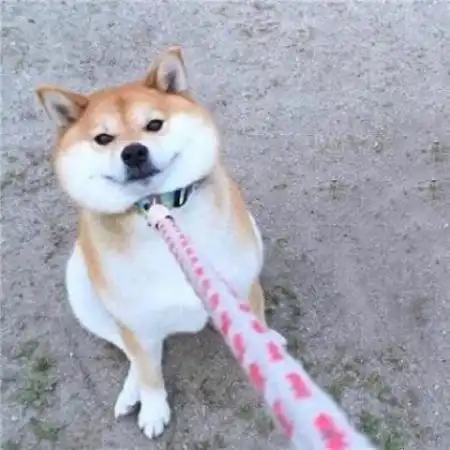  搞笑动物情侣头像搞笑动物情侣头像一左一右