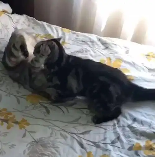  主人给黑猫喂食,白猫明目张胆截胡,网友速度亮了