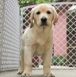  出售拉布拉多幼犬活体神犬小七纯种拉布拉多