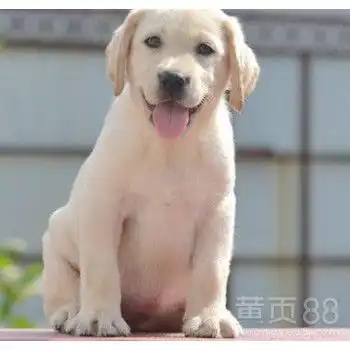  攀枝花拉布拉多犬价格疫苗齐包健康