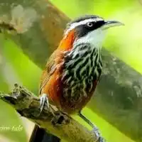  画眉鸟头像图片大全微信头像图片大全