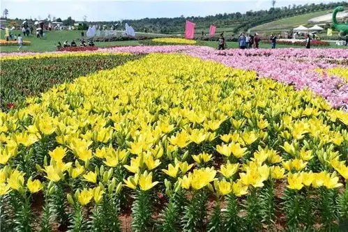  打卡丨国庆假期过半,你还没来太平湖打卡吗