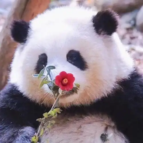  顶流女明星花花的养成