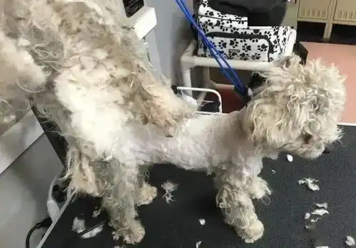 无家可归的哈士奇与贵宾犬相互依靠,即使被救后仍坚持每天黏一起