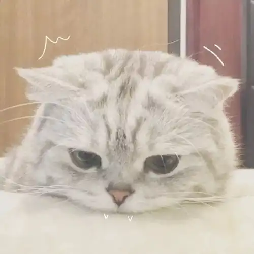  头像追我吧,我跑得慢还比较可爱