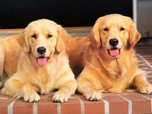 成年纯种金毛犬价格多少钱一只养殖图片