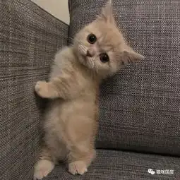  吸猫时间到,又一只圆圆的小短腿