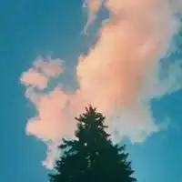  微信头像中年女性花朵微信头像图片大全