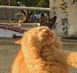  史上最全沙雕情侣头像合集哈哈哈哈哈哈哈哈哈