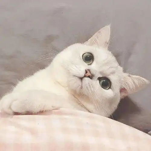  微信头像一眼爱上