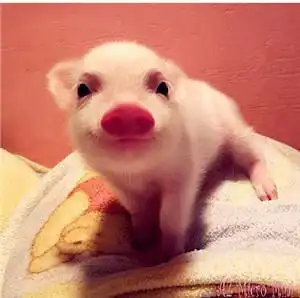  萌宠头像第一期