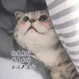 抖音小黄鸭何鹏版