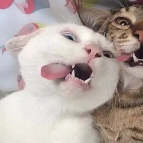  猫猫狗狗动物情头我今晚最烦恼的事情还是抱不到我最爱的男孩