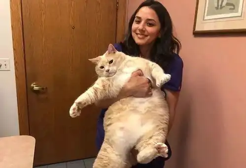  情侣想收养第3只猫,一进收容所就爱上15公斤橘猪...家里有矿吧