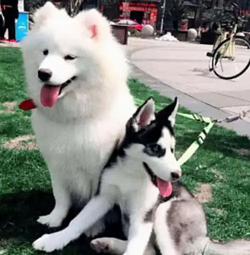  二哈和小萨结婚,2月后生了只独子,主人一看气得手颤颤