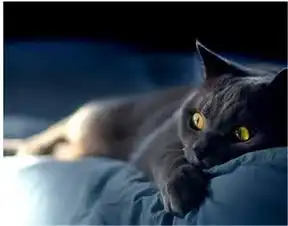  小猫咪初来乍到,小黑猫霸气温柔摸头杀,两只猫都要把人甜哭了