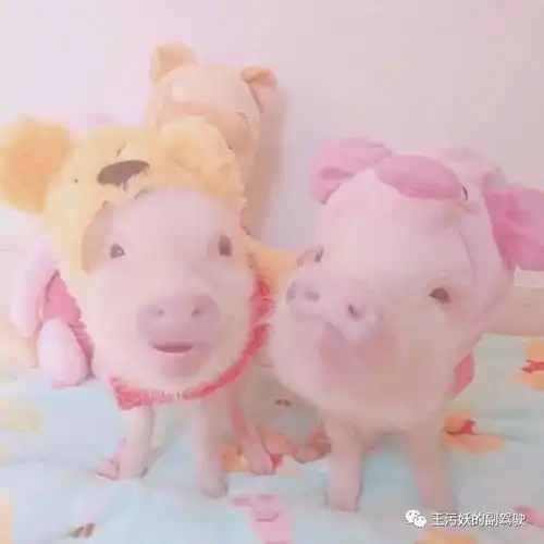  致直男问卷你家女朋友才像宠物一样知乎