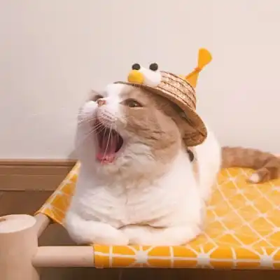  猫猫情头