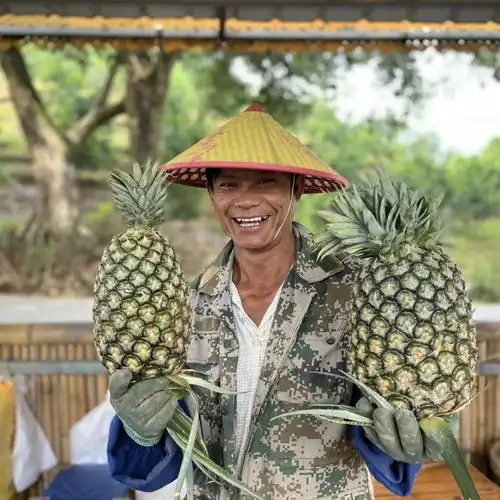  介桃菠萝节,邀您来参加