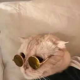 换上高颜值的头像,心情都变好了