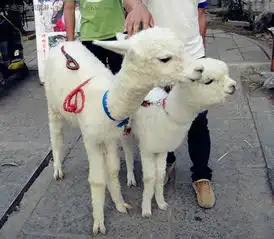 桂林龙脊阳朔五日游