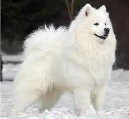  萨摩耶是不是雪橇犬
