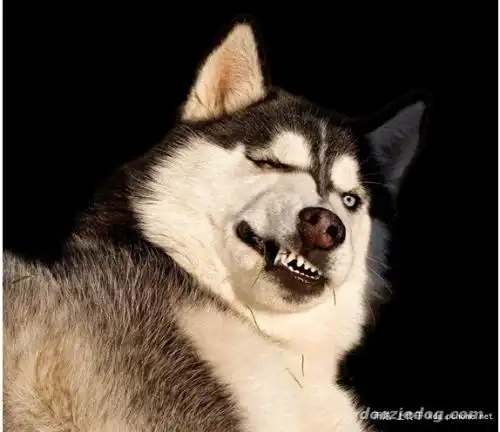  谁有哈士奇qq头像啊要张着嘴的那张挺凶的