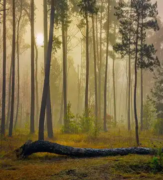  森林图片图源免费点击来源直接获取大图文件森林秋天雾秋天绘就的叶子带着神奇的色彩晨雾使森林神秘而魔幻摄影竖幅森林高清大图