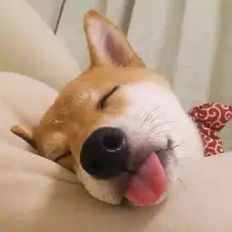  发狗狗朋友圈说说句子,发朋友圈的精美句子彼此依赖的感觉真好