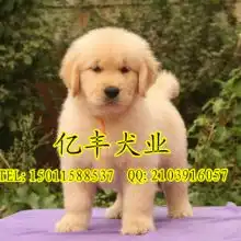 广州华美犬舍