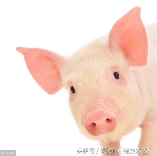  农村创业养猪可行性分析养猪有风险,投资需谨慎