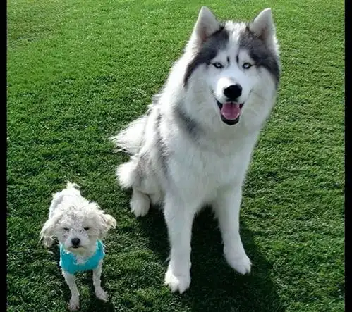 流浪的哈士奇和贵宾犬成为伙伴,两个家伙形影不离,患难见真情