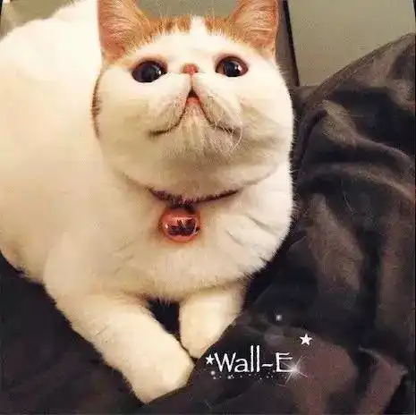我家里有只会躲猫猫的猫两年没见,先说好,看完后不许哭