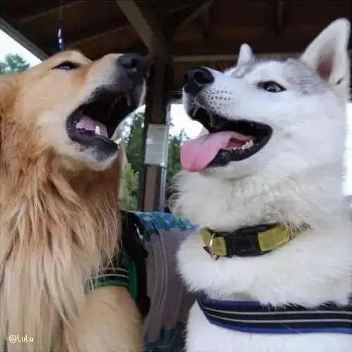  大金毛疯起来,连哈士奇都怕