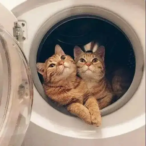  情侣头像超可爱的猫猫情头