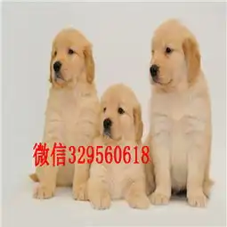 庆阳出售纯种金毛犬金毛犬舍直销赛级金毛金毛图片