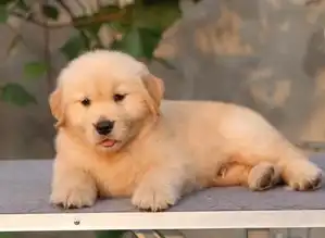 本地正规犬场一出售大头可爱金毛幼犬一包养活一签协议