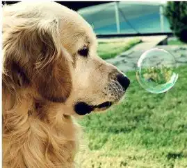  如何知道你家金毛变老了很简单就5点,你家占几个