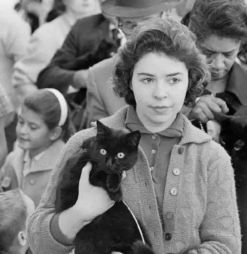  1961年,152条黑猫集体出现在好莱坞门口,原来是来试镜当演员