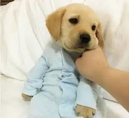  三个月大的阿拉宝宝被暴打,理由竟是正当防卫....