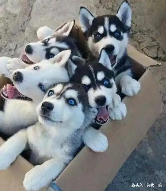  爆笑gif图随手关门是个好习惯............