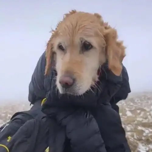 大金毛在雪山走失近两周,就在即将冻僵的时候一对情侣出现了