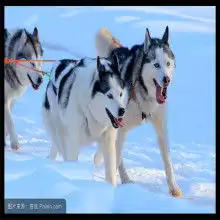  2019罗威纳犬价格报价罗威纳犬批发第4页黄页88养殖网