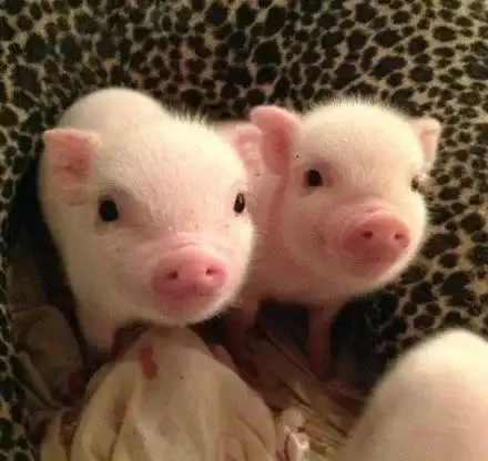  到底是谁规定猪是粉色的