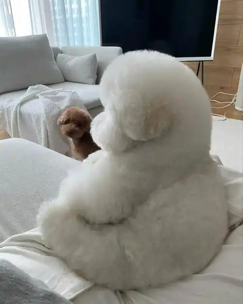  可爱到爆炸狗狗竟然拥有蜡笔小新同款侧脸,网友排队想捏