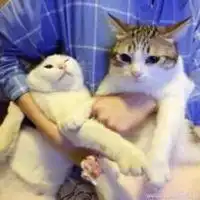  瓜皮和萌萌的情侣头像卡通微信头像图片大全