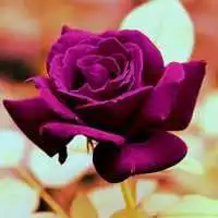  形态迥异的玫瑰花头像图片微信头像图片大全